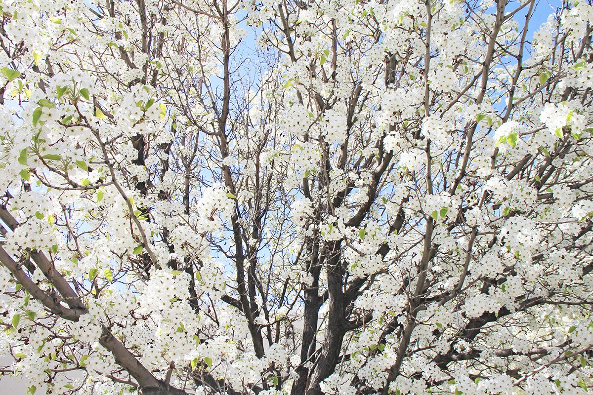 早春，校园的树上开着苹果花